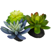 Komodo Succulent Plant 3 Pk Realistic Decor