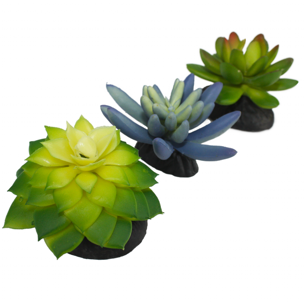 Komodo Succulent Plant 3 Pk Realistic Decor