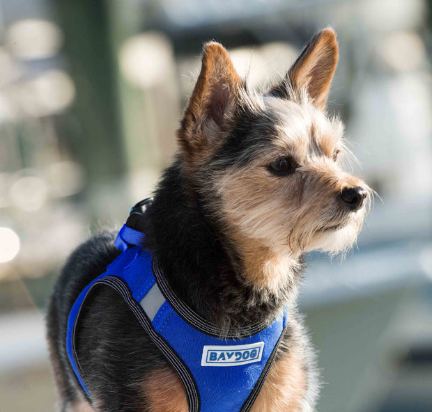 BayDog Liberty Bay Dog Harness- BLUE