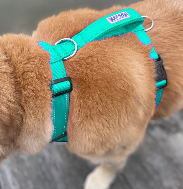 BayDog Chesapeake Dog Harness-Sea Foam