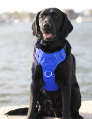 BayDog Chesapeake Dog Harness-Blue