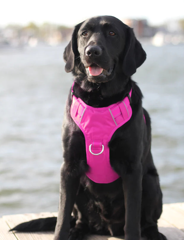 BayDog  Chesapeake Dog Harness- Pink