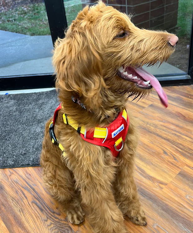 BayDog College Dog Harness- Maryland