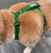 BayDog Chesapeake Dog Harness- Forest Green