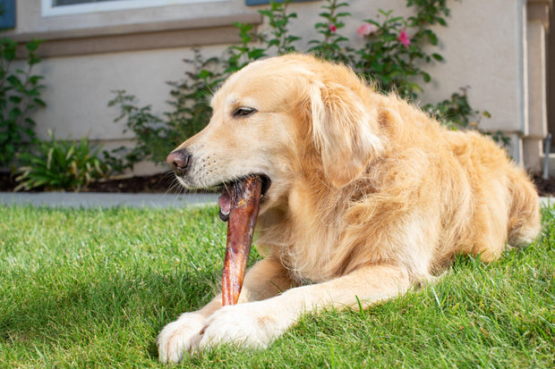 Natural Cravings 12" Super Monster Bully Sticks