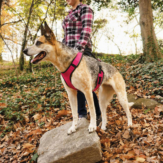 PetSafe EasySport Dog Harness - Pink - ON SALE