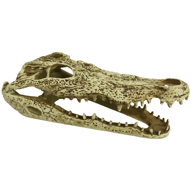 Komodo Alligator Skull Reptile Decor