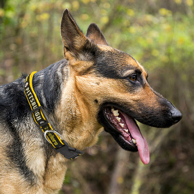 NFL Pittsburgh Steelers Dog Collars and Leashes