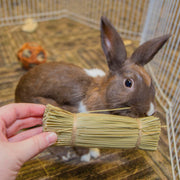 WARE  Bristle Bunches - For Small Animals